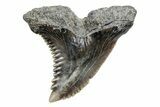 Snaggletooth Shark (Hemipristis) Tooth - South Carolina #211610-1